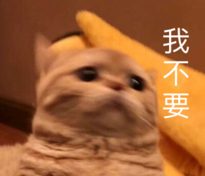 傻梨还是周佳？傻傻分不清楚