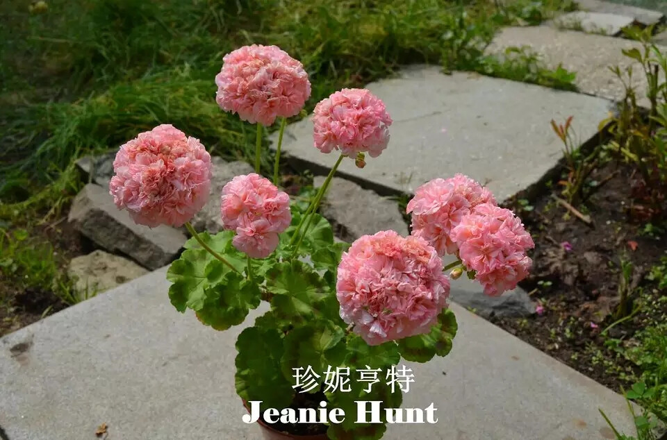 天竺葵 Jeanie Hunt 珍妮亨特
