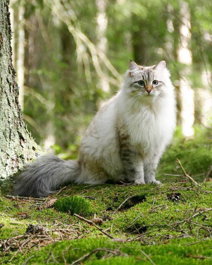 西伯利亚森林猫果然在森林里就是仙女的存在 ​​​​