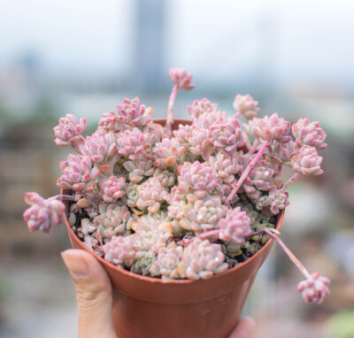 多肉植物粉蔓