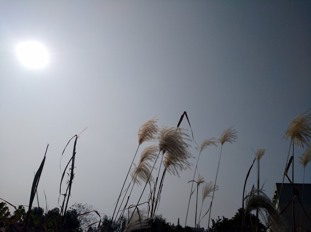 12.16天气突然变好。晒太阳是一件幸福的事，芦苇也很灿烂。