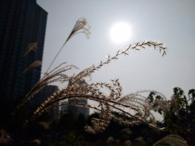 12.16天气突然变好。晒太阳是一件幸福的事，芦苇也很灿烂。