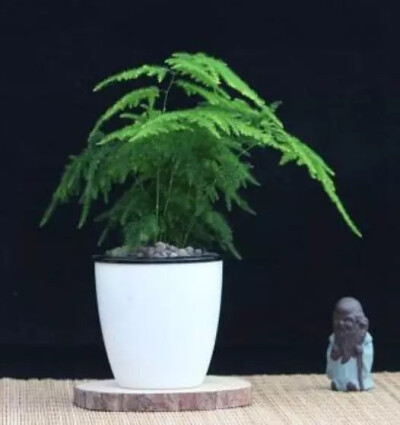 绿植盆景赏析