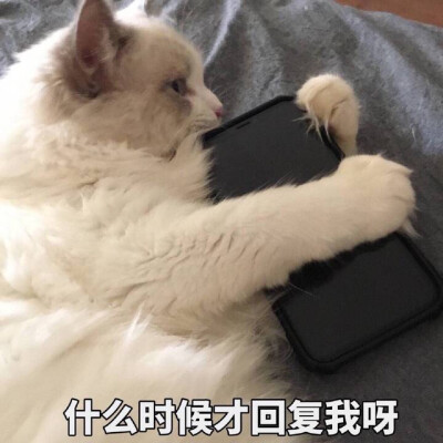 可爱猫咪表情包。