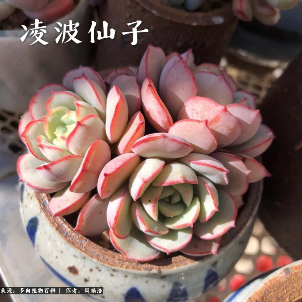 )026（凌波仙子），景天科拟石莲花属，030（蓝宝石）的变种。夏季养护难度高，易黑腐，推荐高温季节遮阳通风断水