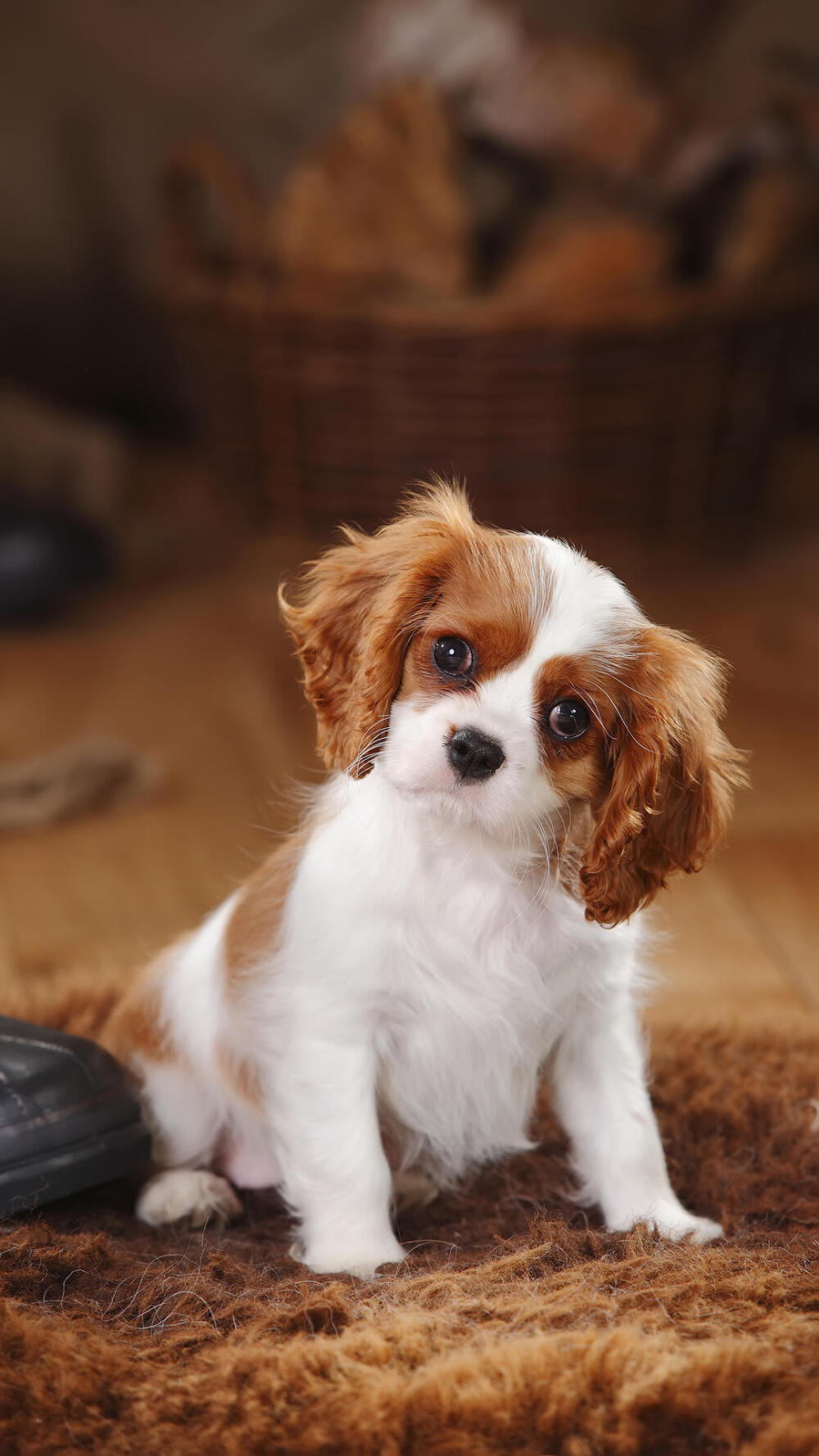 查理士王小猎犬