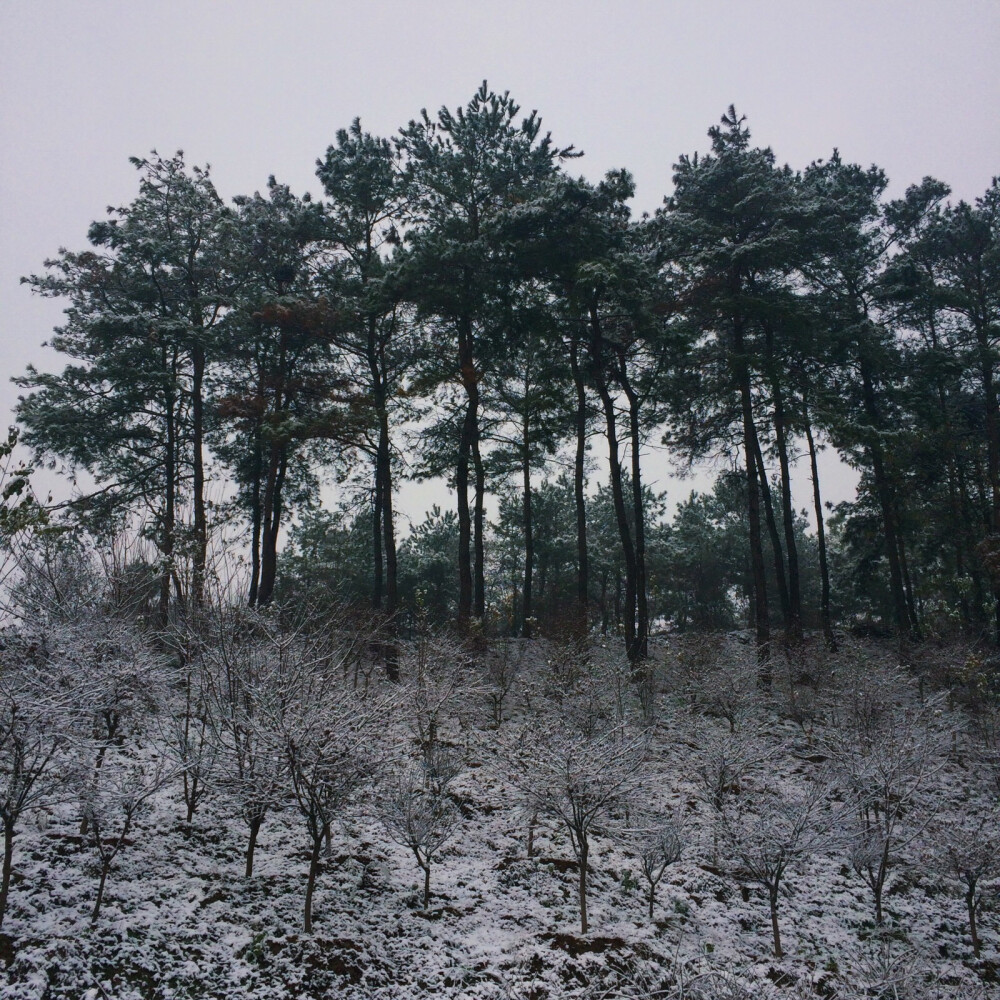 12.11 《初雪》
信阳从昨晚就开始飘雪花 但是没有太多积雪 