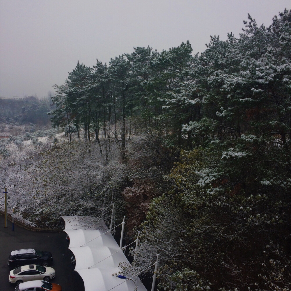 12.11 《初雪》
信阳从昨晚就开始飘雪花 但是没有太多积雪 