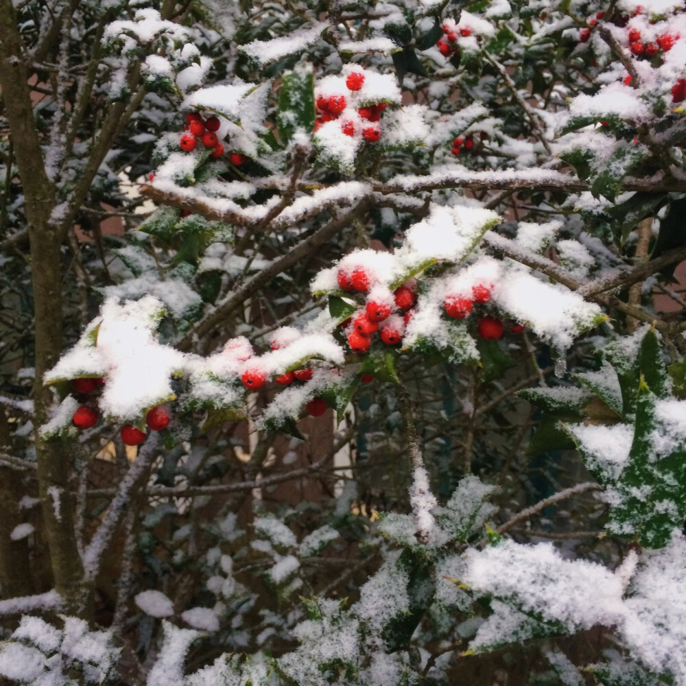 12.11 《初雪》
信阳从昨晚就开始飘雪花 但是没有太多积雪 