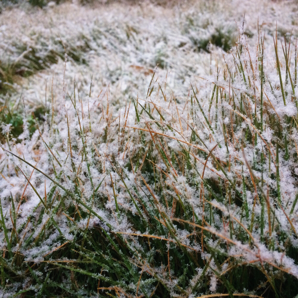 12.11 《初雪》
信阳从昨晚就开始飘雪花 但是没有太多积雪 