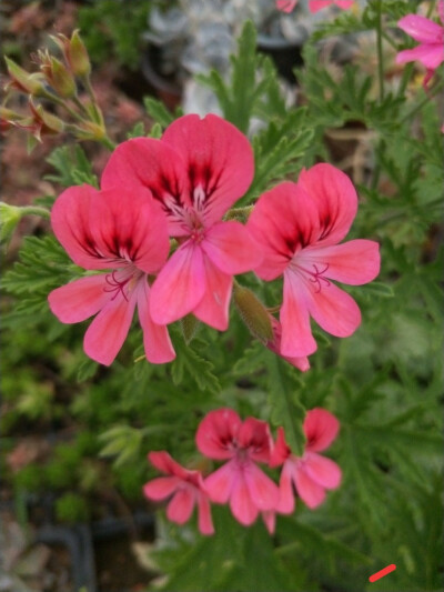 劳拉星光 芳香型 天使之眼