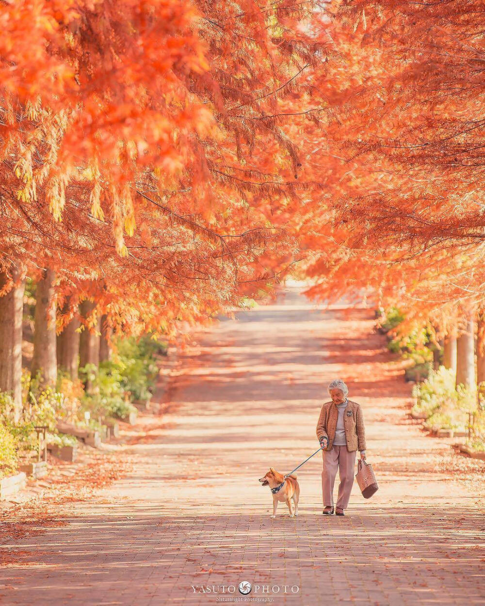 日本摄影师yasuto镜头中奶奶与柴犬fuku的静谧时光温暖而美好