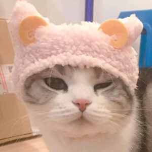 ♡巨熊♡猫 头像