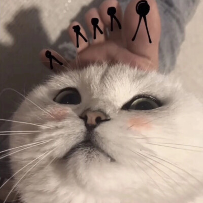 ♡巨熊♡猫 头像