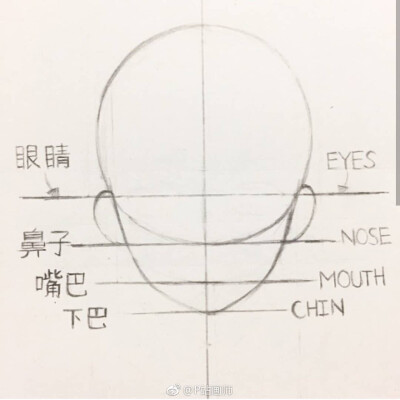 脸型比例