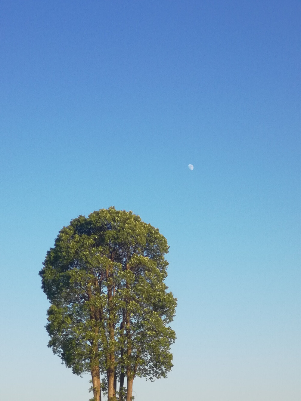 西湖冬景