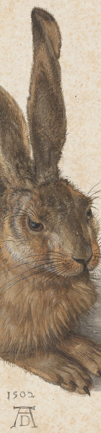 Albrecht Dürer 阿尔布雷特·丢勒 1471-1528 德国