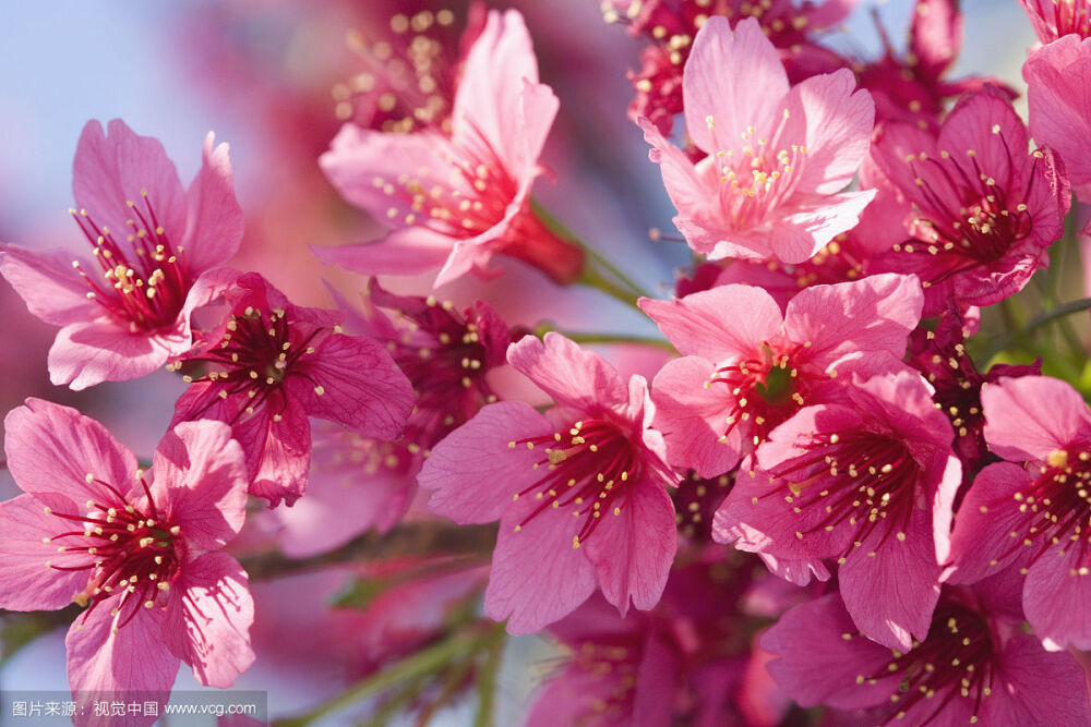 杜鹃花