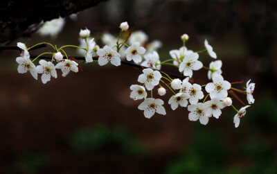 梨花