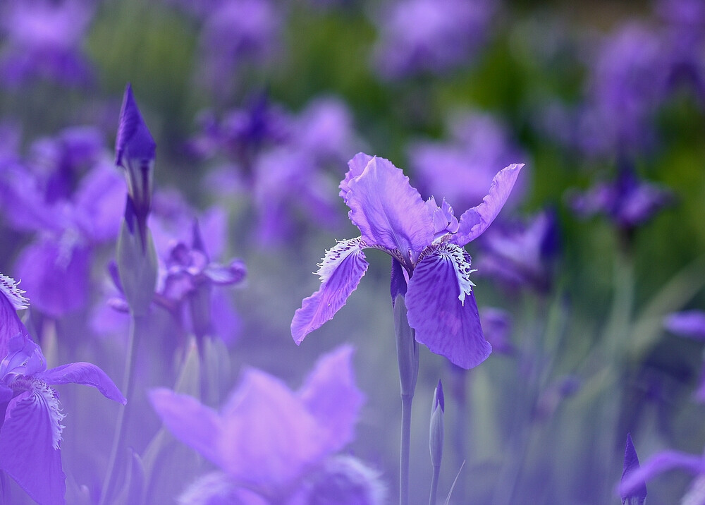 鸢尾花