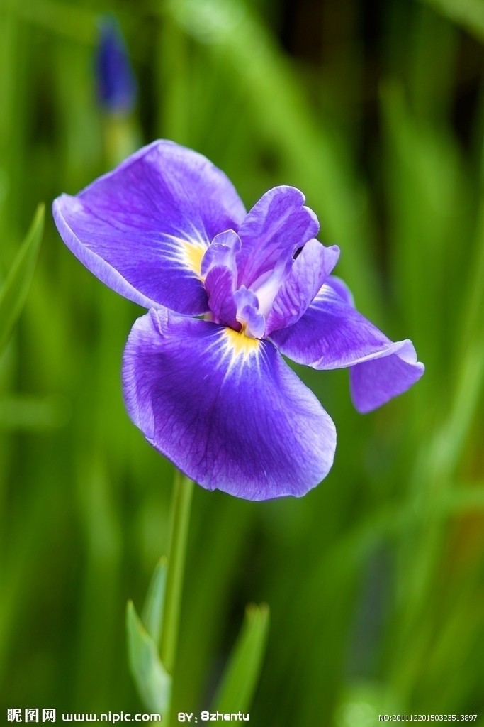 鸢尾花