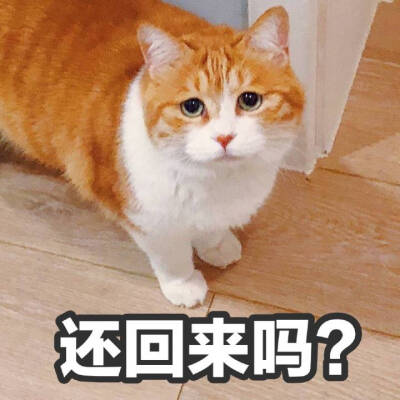 黄猫日猪猪 表情包