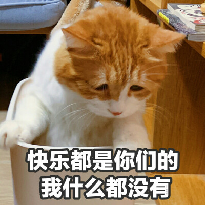 黄猫日猪猪 表情包