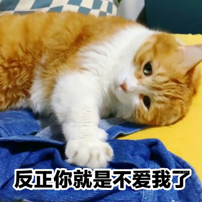 黄猫日猪猪 表情包