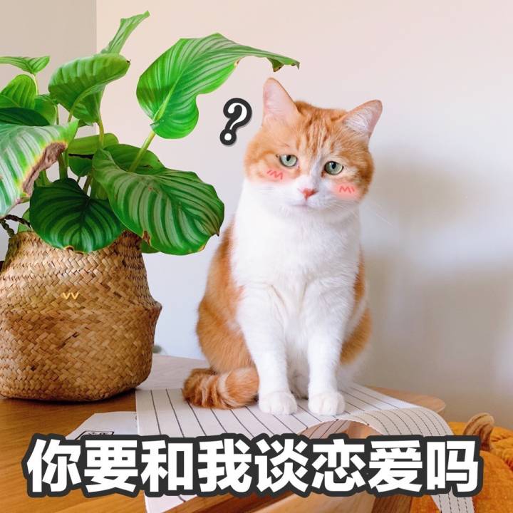 黄猫日猪猪 表情包