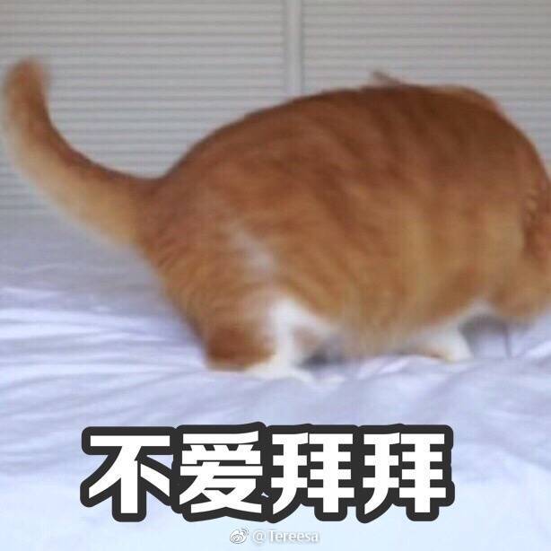 黄猫日猪猪 表情包