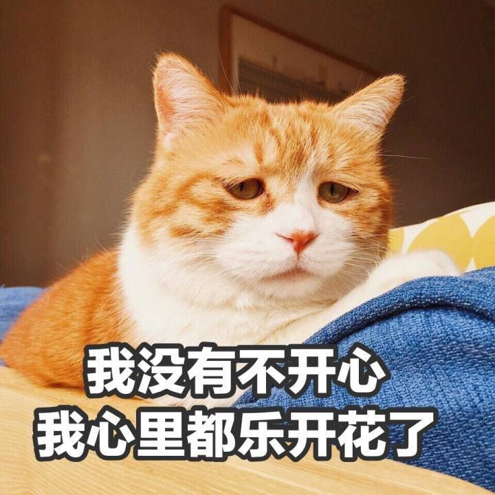 黄猫日猪猪 表情包