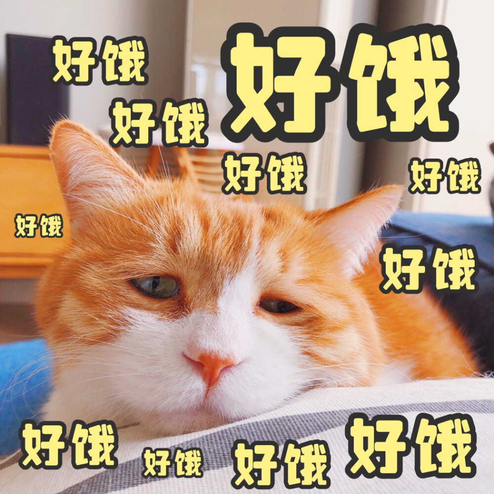 猫咪 黄猫日 表情包