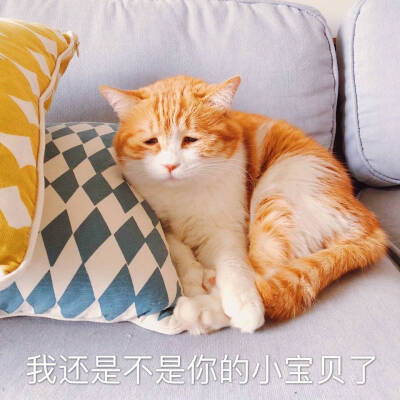 猫咪 黄猫日 表情包