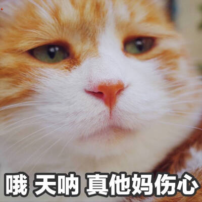 猫咪 黄猫日 表情包