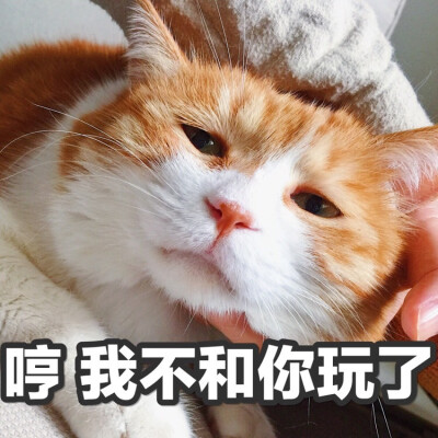 猫咪 黄猫日 表情包