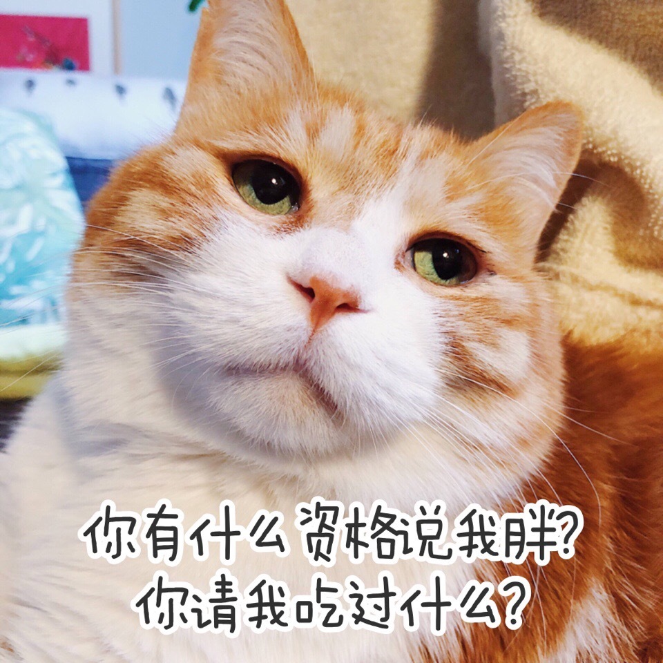 猫咪 黄猫日 表情包