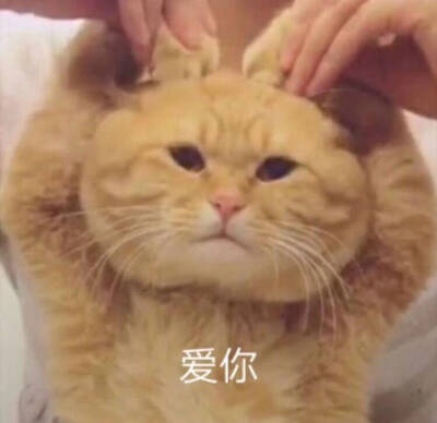 猫咪 黄猫日 表情包