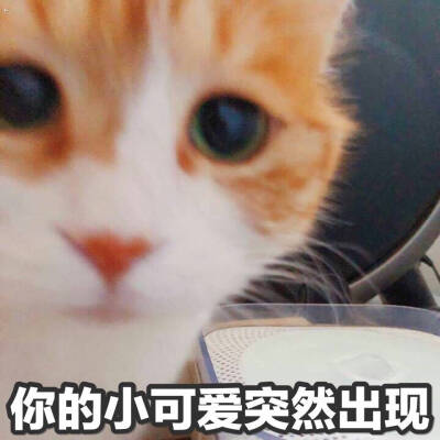 猫咪 黄猫日 表情包