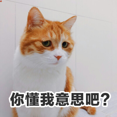 猫咪 黄猫日 表情包