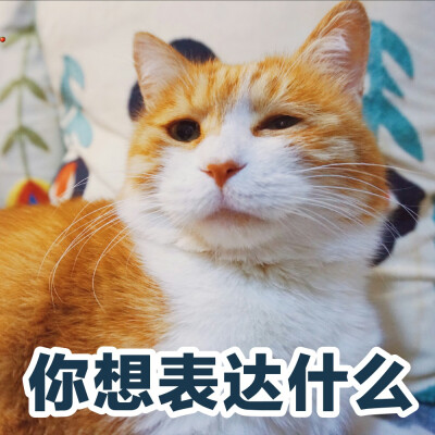 猫咪 黄猫日 表情包