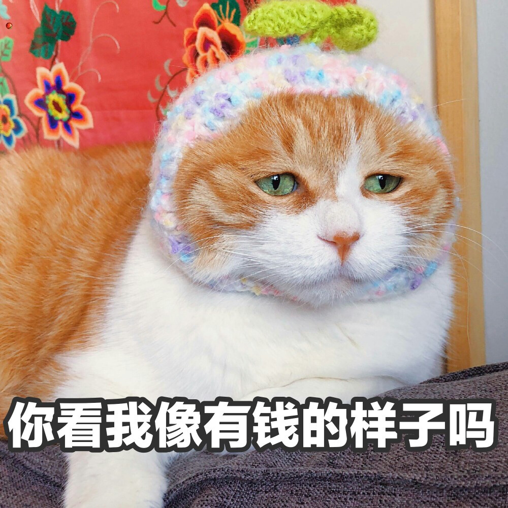 猫咪 黄猫日 表情包