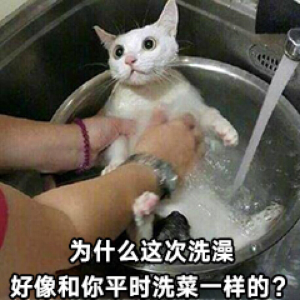 猫 洗澡