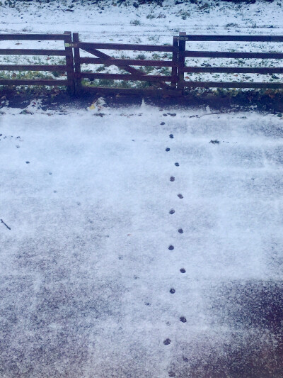 睡醒看了下窗外，雪地上一排足迹，像是猫走过。
@ Stuttgart