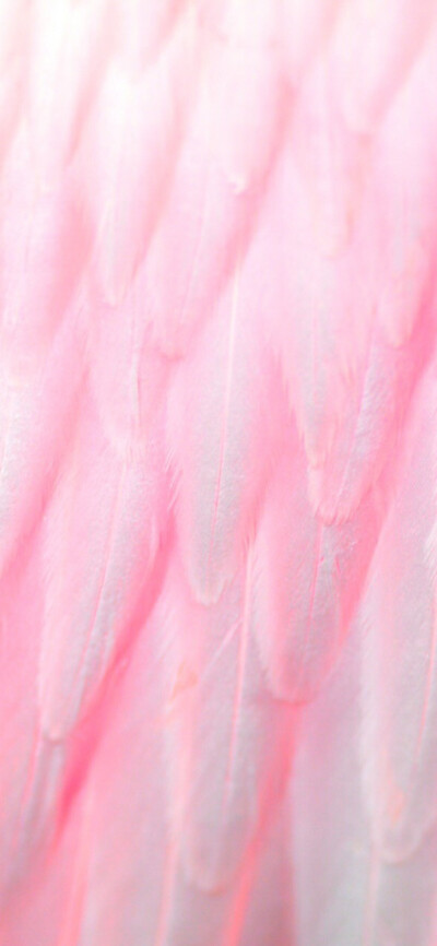 粉色壁纸