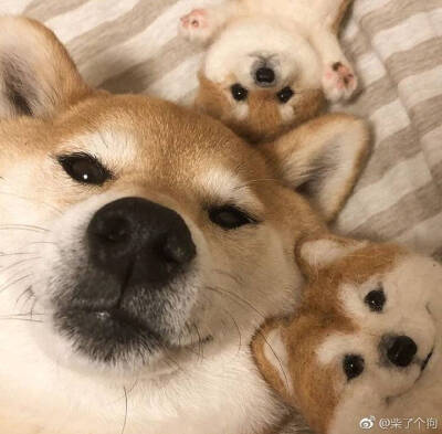 柴犬