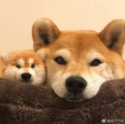 柴犬