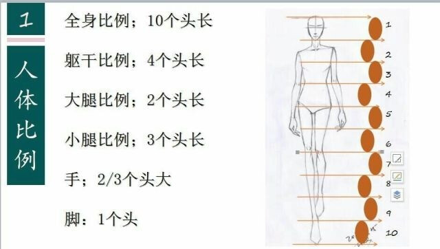 服装设计之人体结构