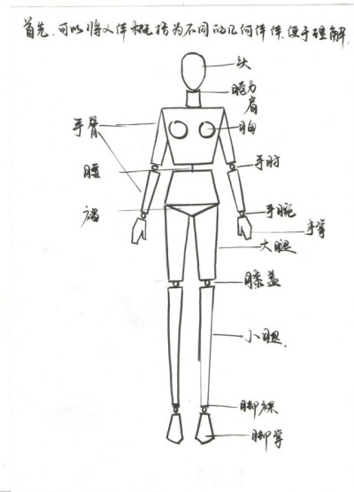 服装设计之人体结构