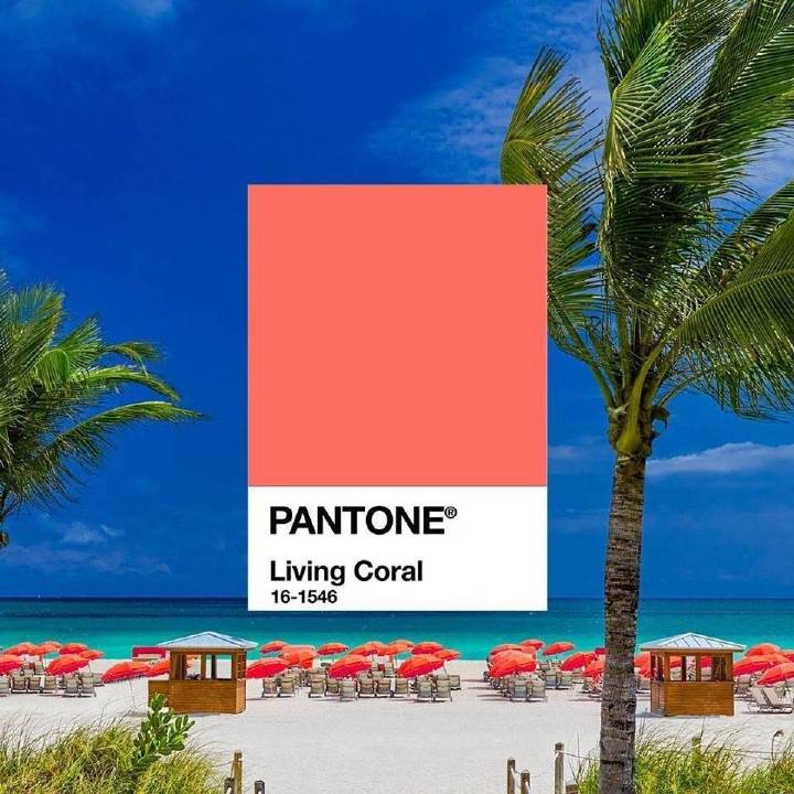 Pantone潘通公布2019年流行色「 Living Coral 珊瑚红