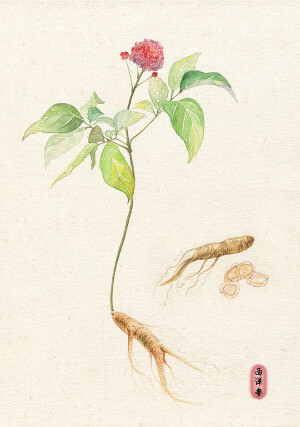 【花间集】药材系列 作者：懒懒灰兔